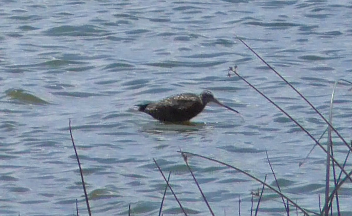 Hudsonian Godwit - Bernard Morris