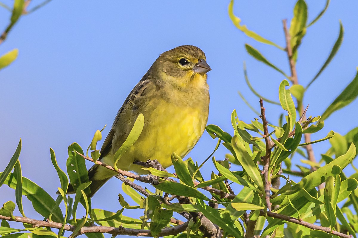 Grassland Yellow-Finch - Amed Hernández