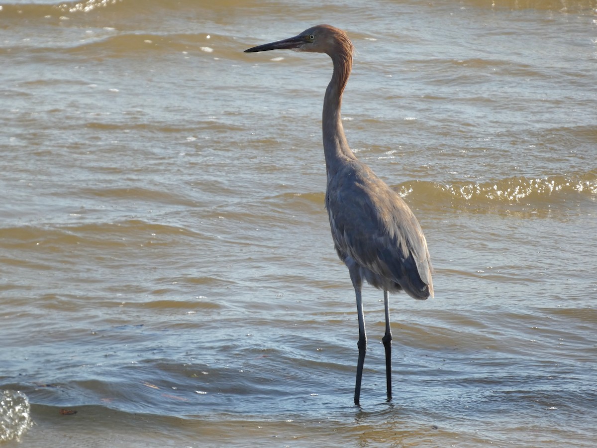 Reddish Egret - Gerald Schill