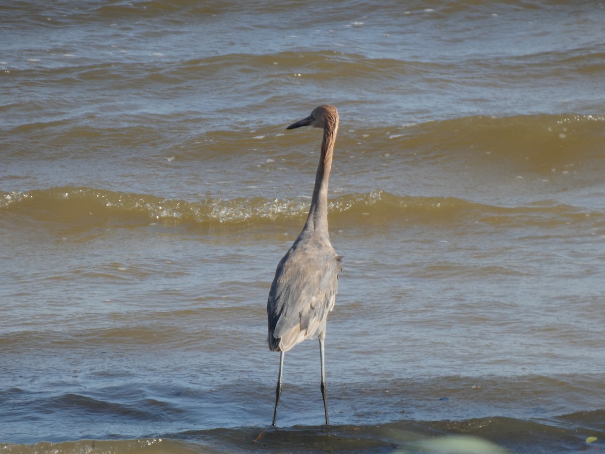 Reddish Egret - Gerald Schill