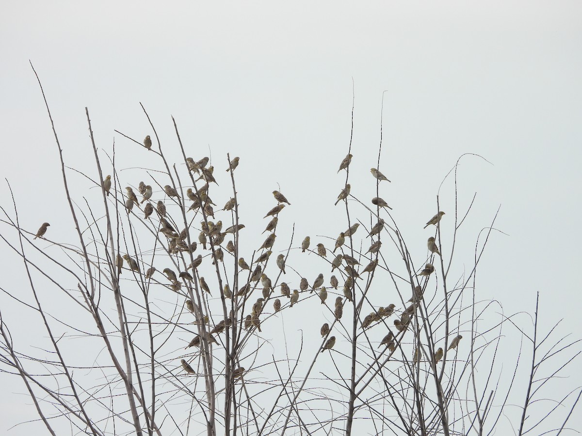 Sulphur-throated Finch - ML619049259