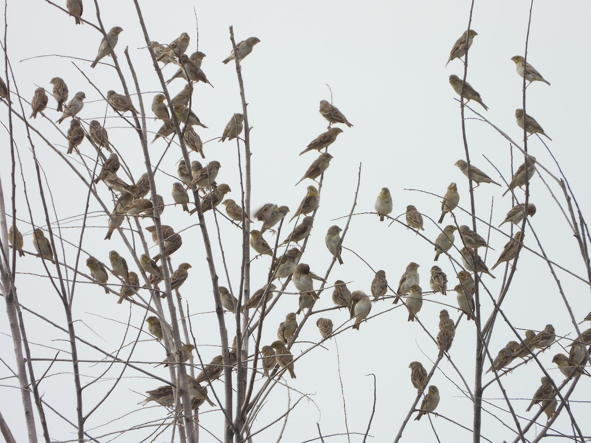 Sulphur-throated Finch - ML619049263