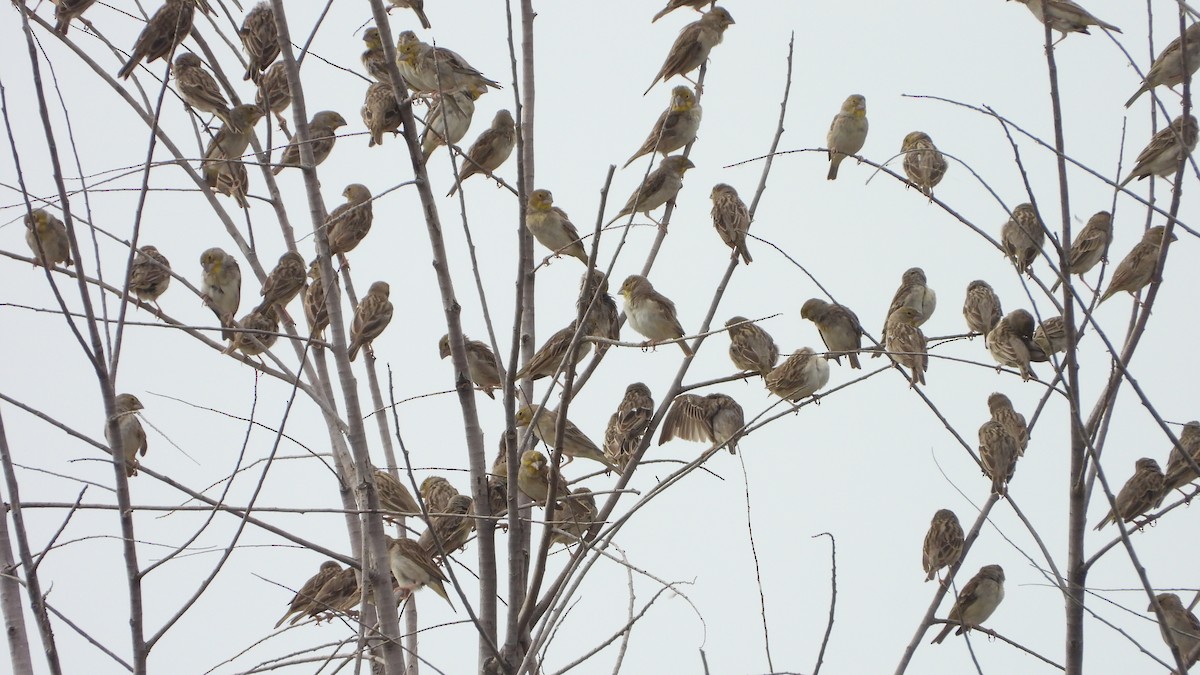 Sulphur-throated Finch - ML619049266