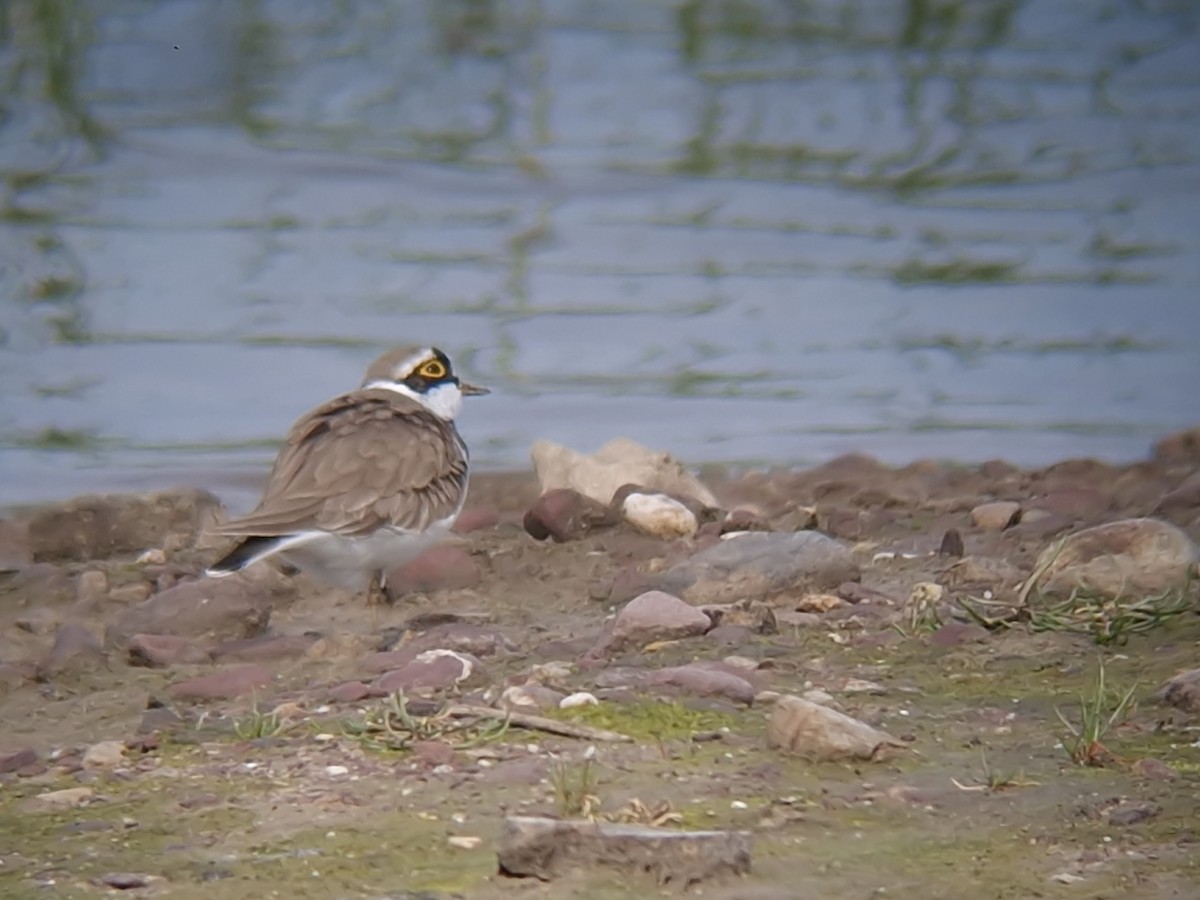 Little Ringed Plover - Brian Murphy