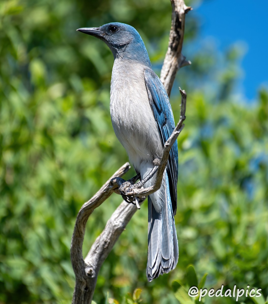 Mexican Jay - Vernie Aikins