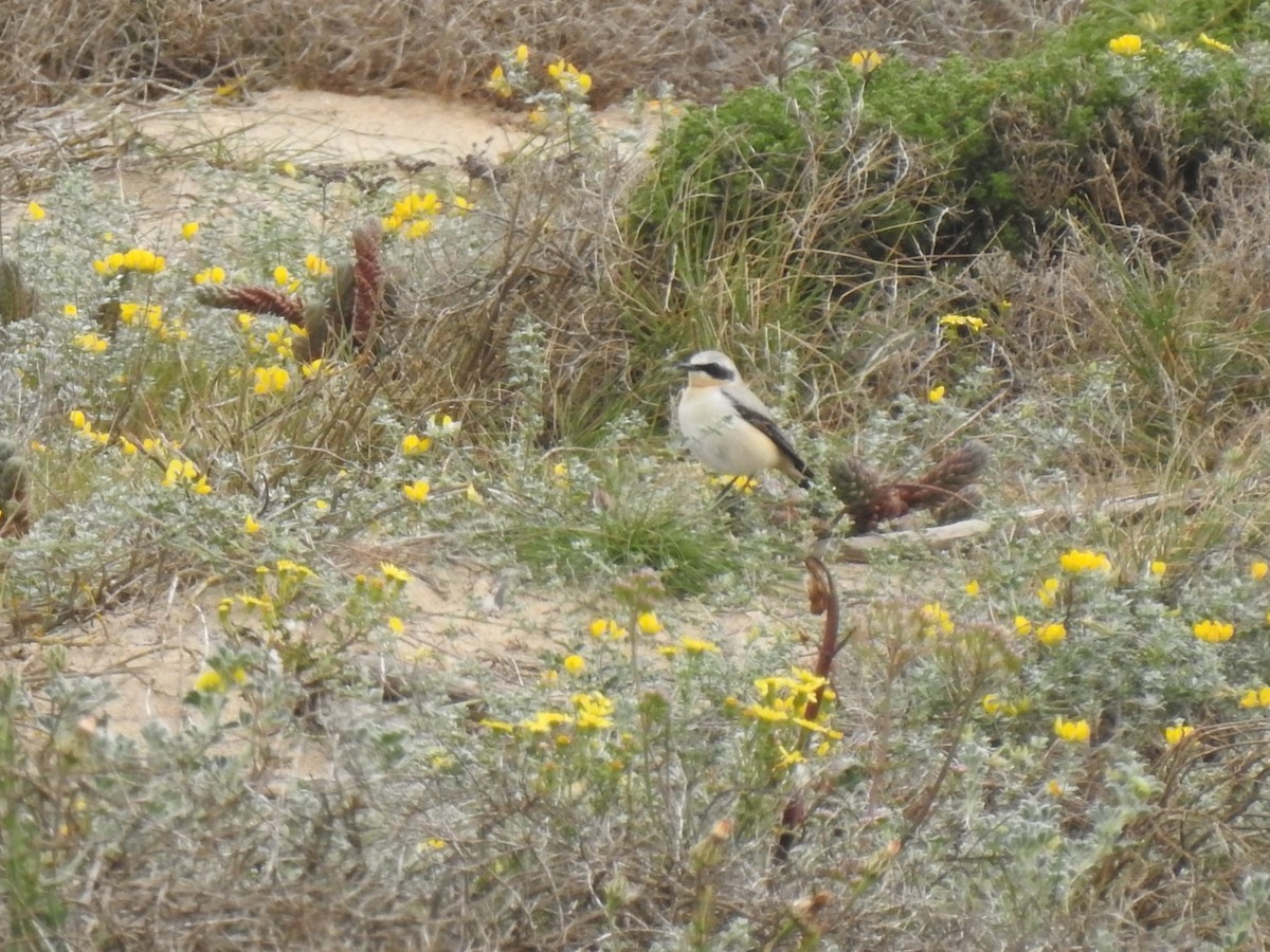 Northern Wheatear - Nelson Pereira