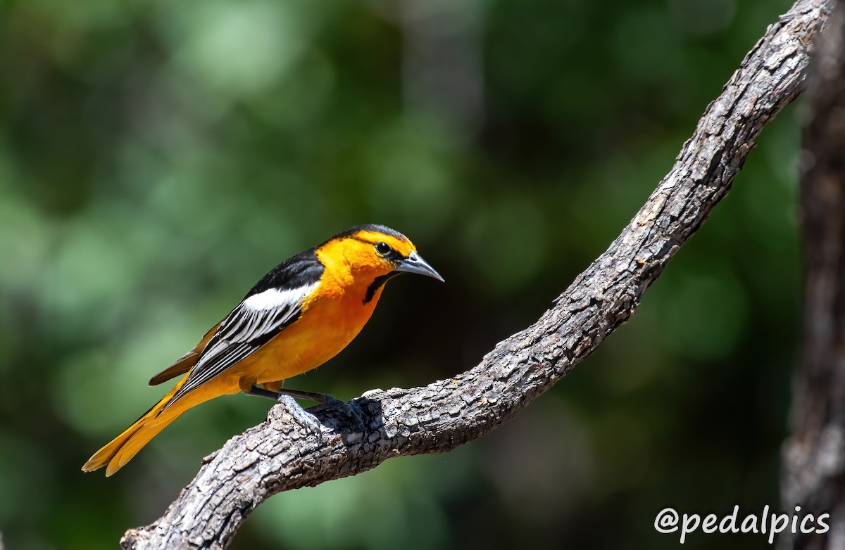 Bullock's Oriole - Vernie Aikins