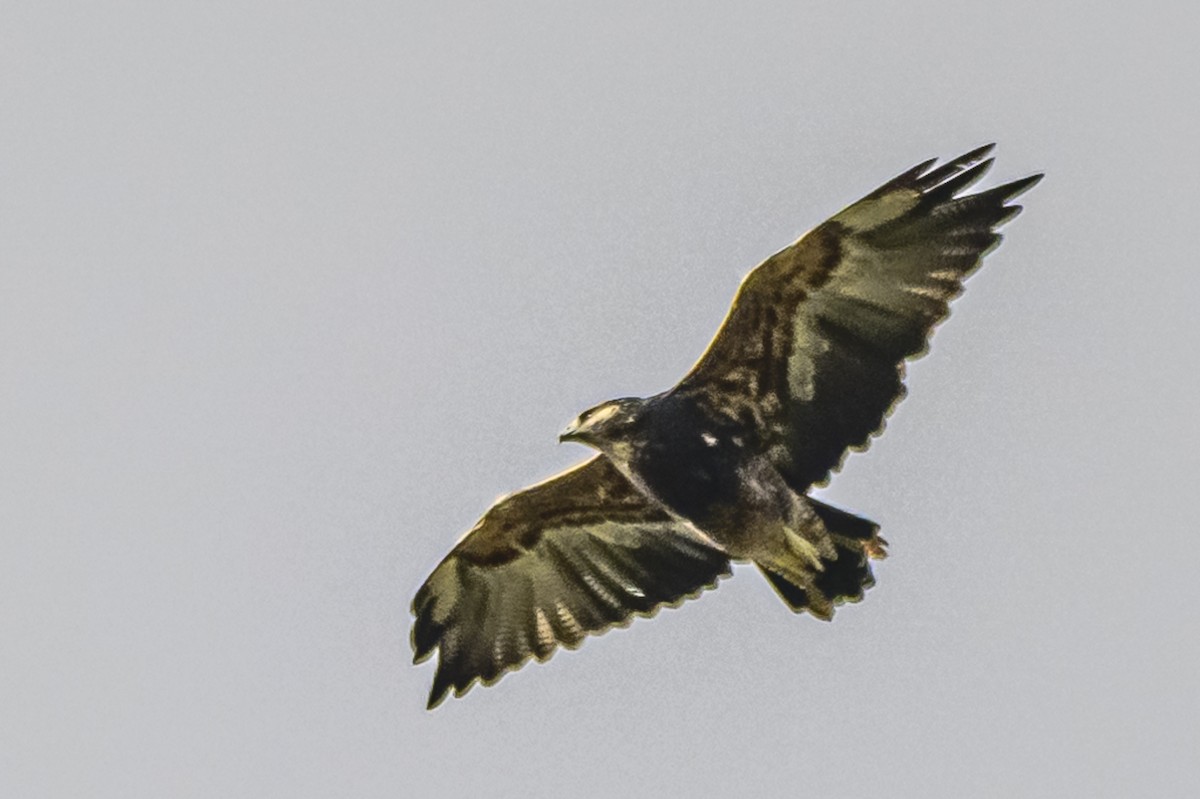 Black-chested Buzzard-Eagle - Amed Hernández