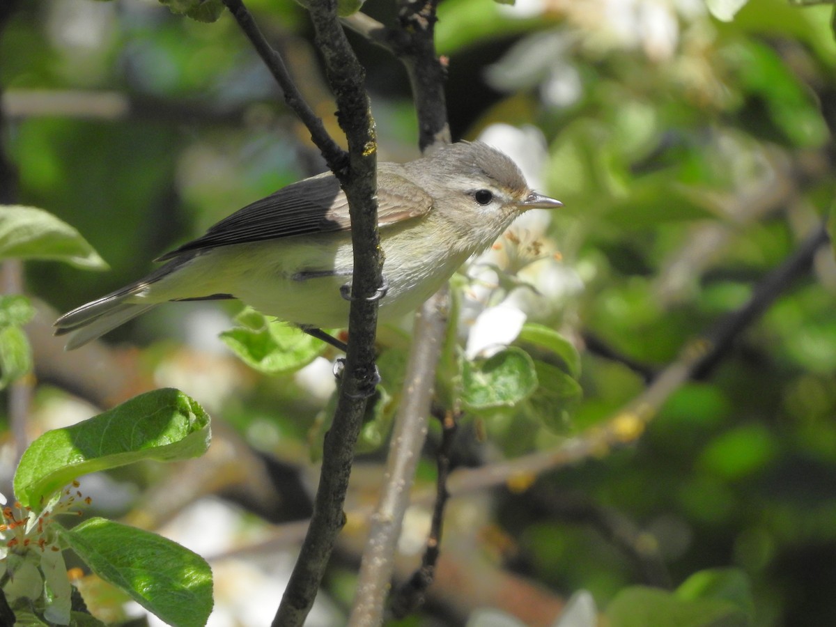 Warbling Vireo - Darlene Cancelliere