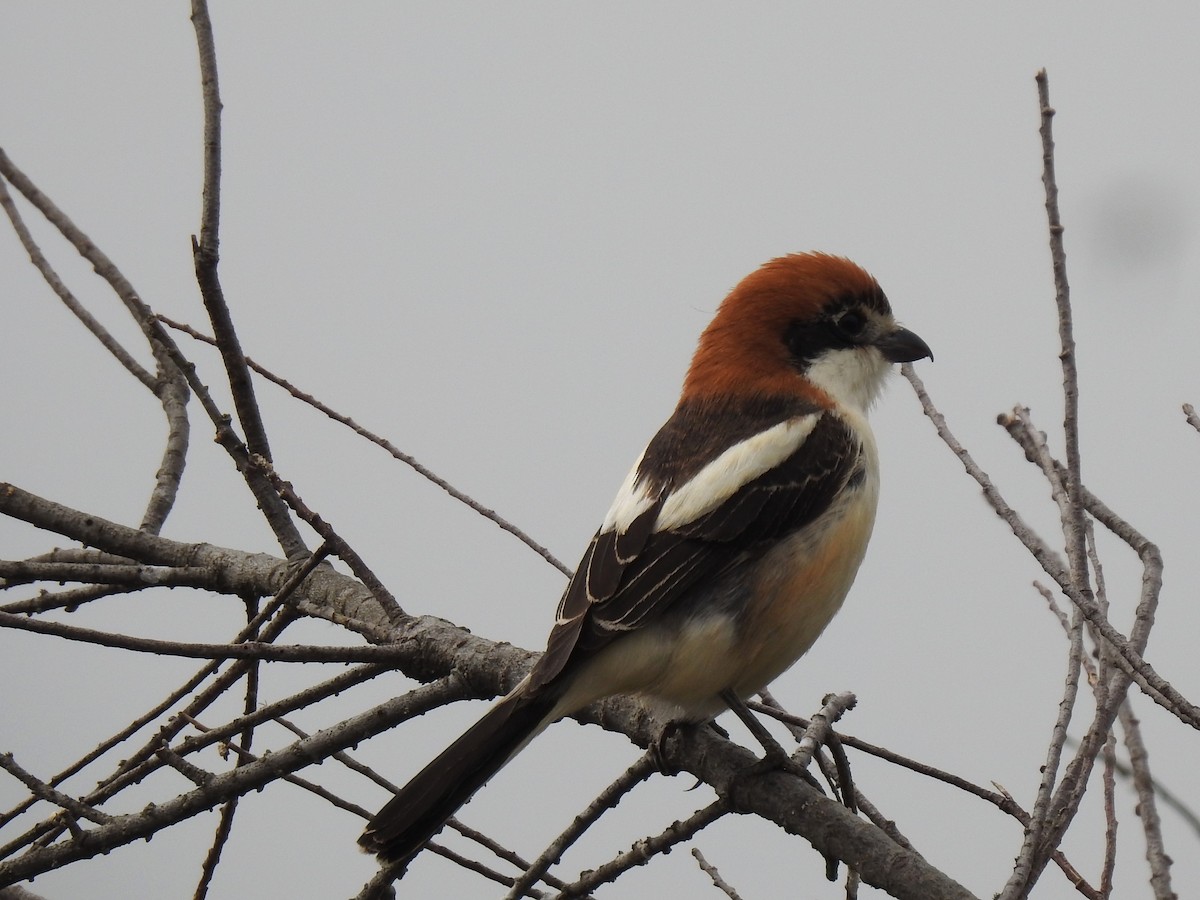 Woodchat Shrike - Nelson Pereira