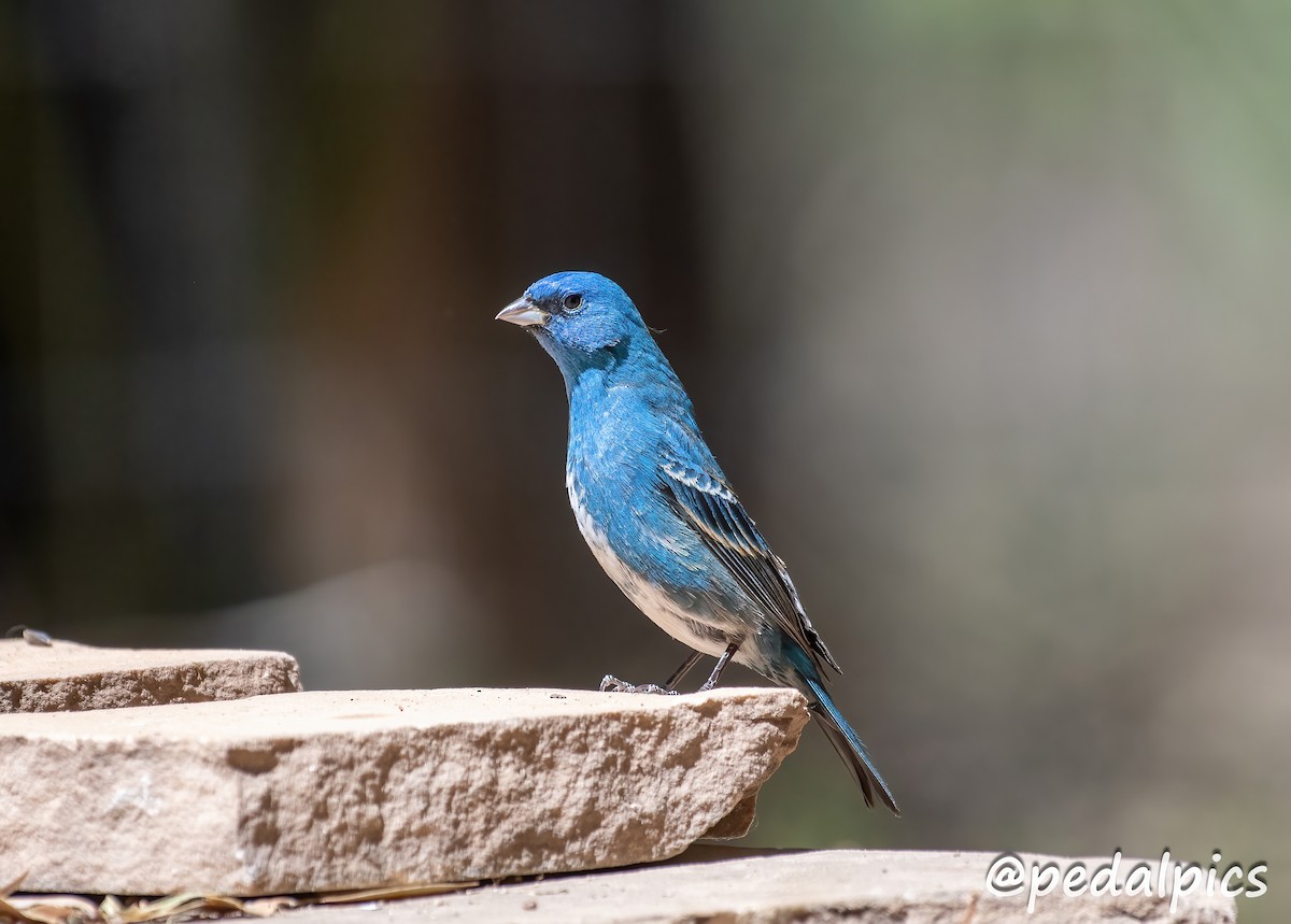 Indigo Bunting - Vernie Aikins