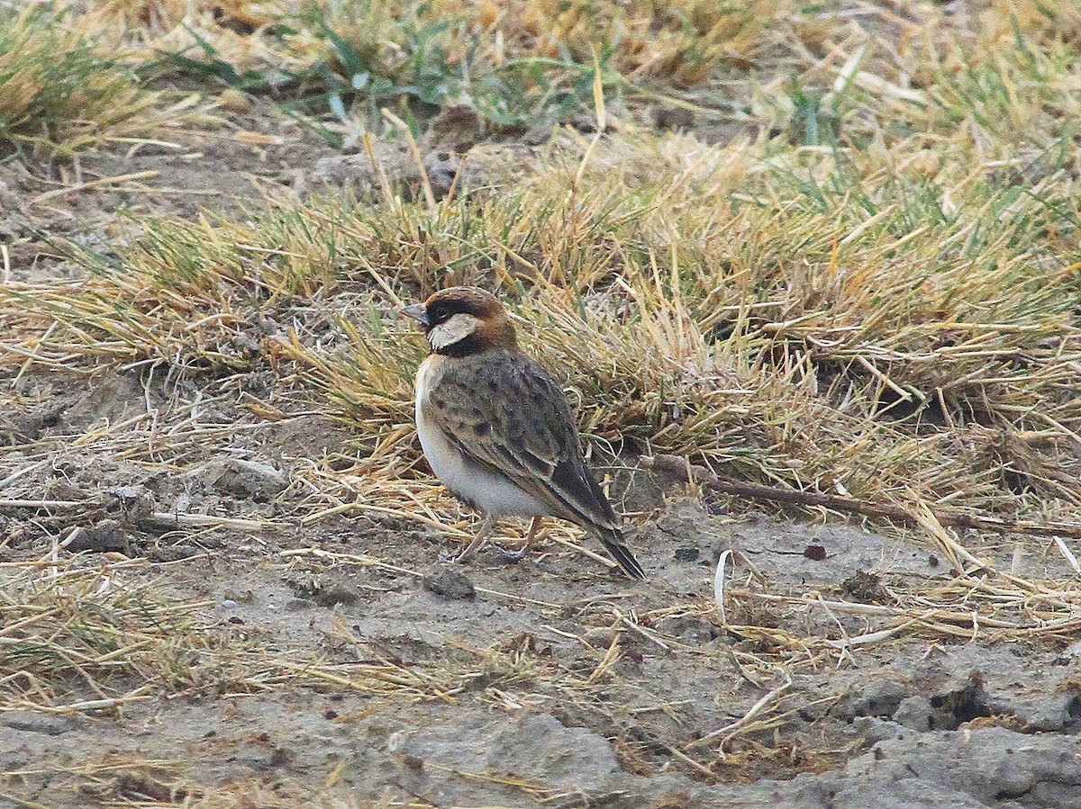 Fischer's Sparrow-Lark - Geoff Butcher