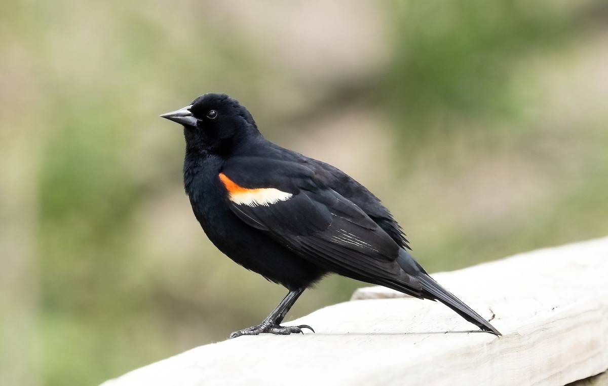 Red-winged Blackbird - Robert Bochenek