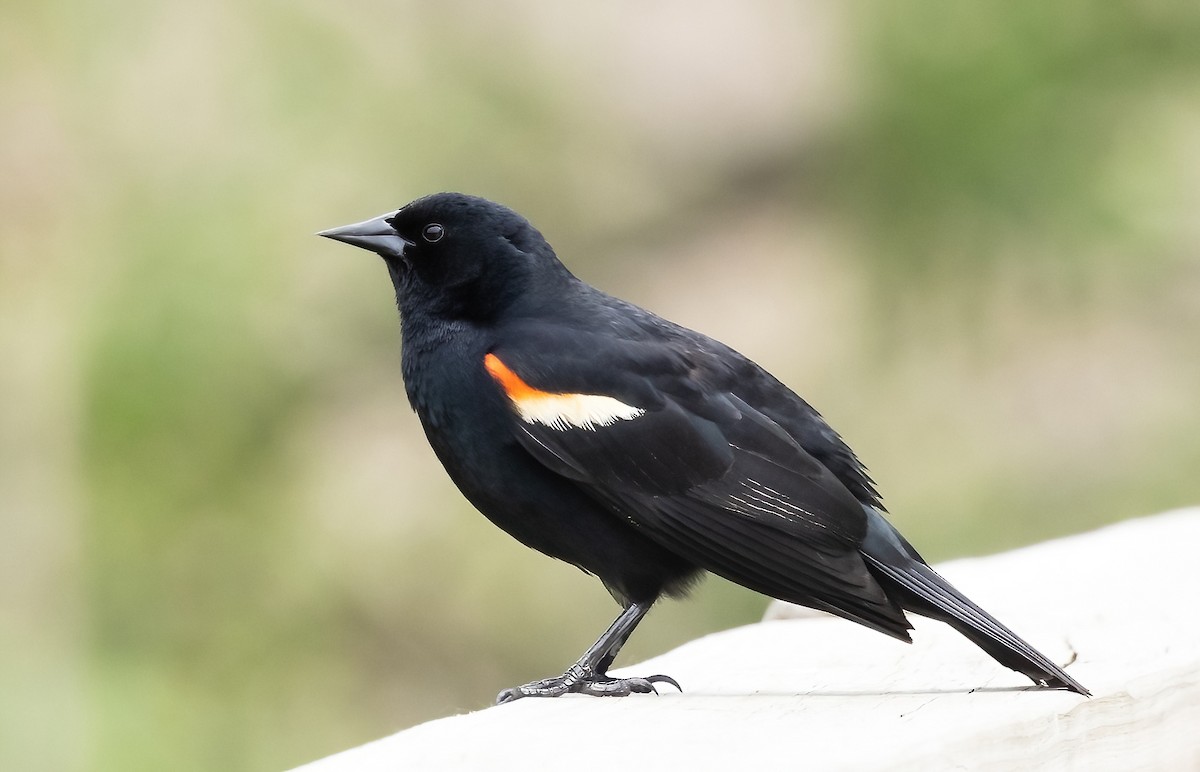 Red-winged Blackbird - Robert Bochenek