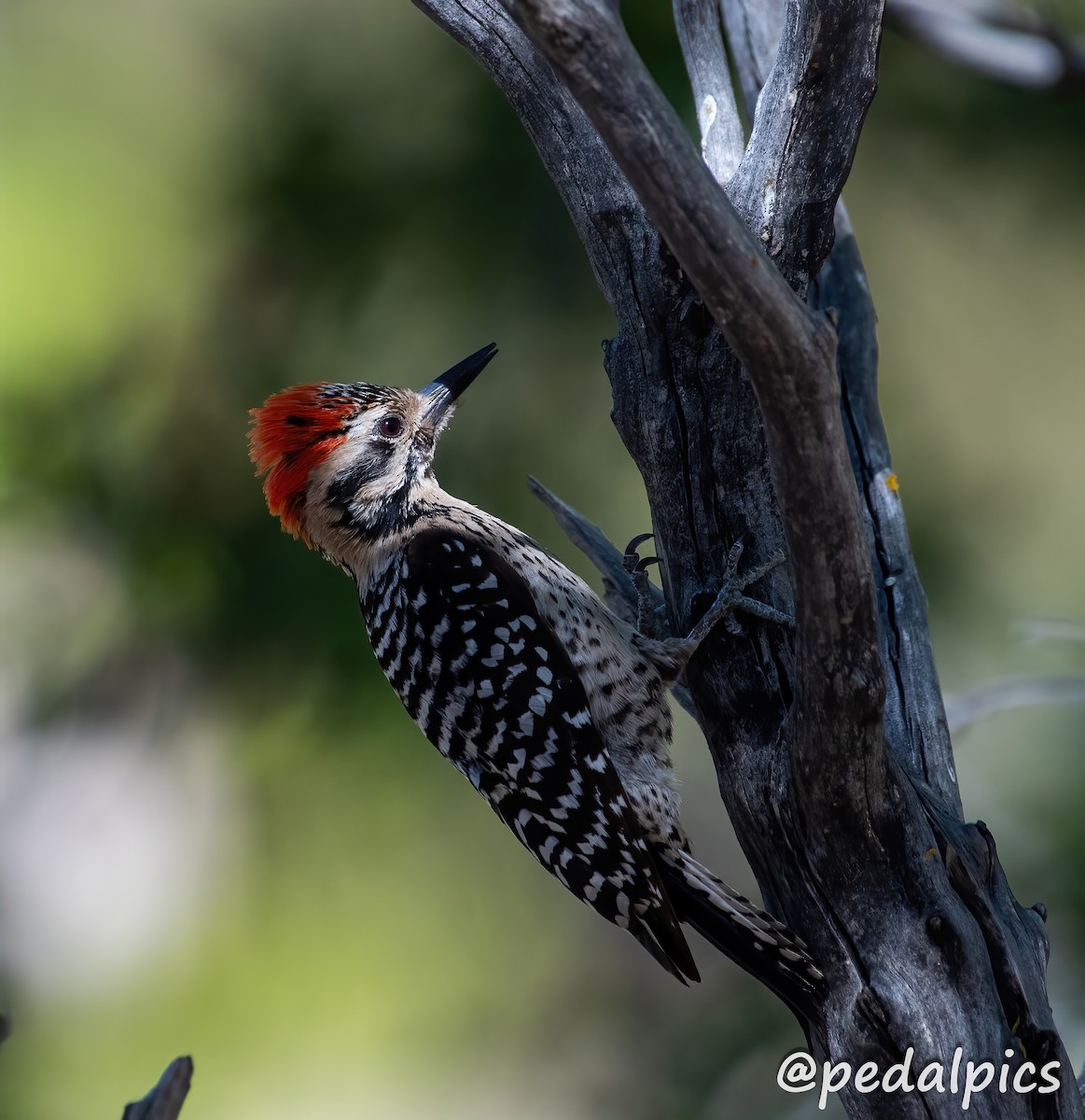 Ladder-backed Woodpecker - Vernie Aikins