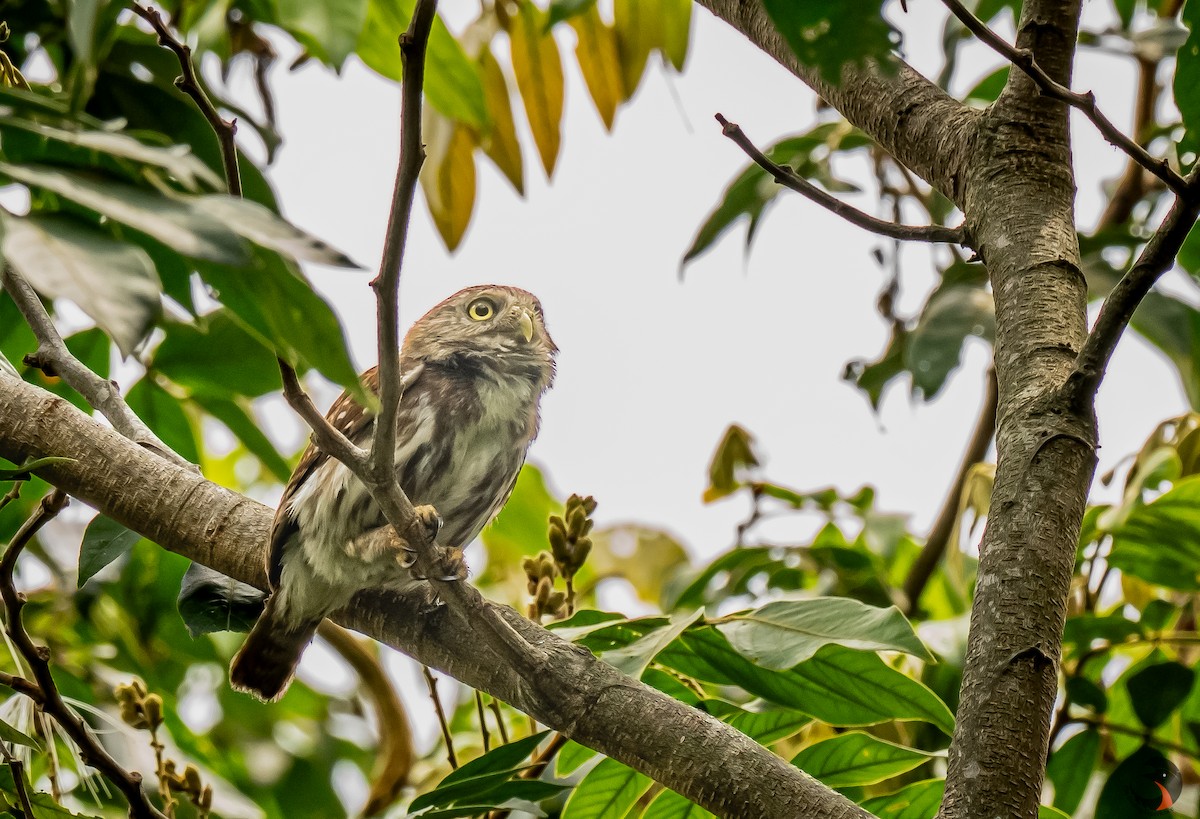 Ferruginous Pygmy-Owl - David Rodríguez Arias