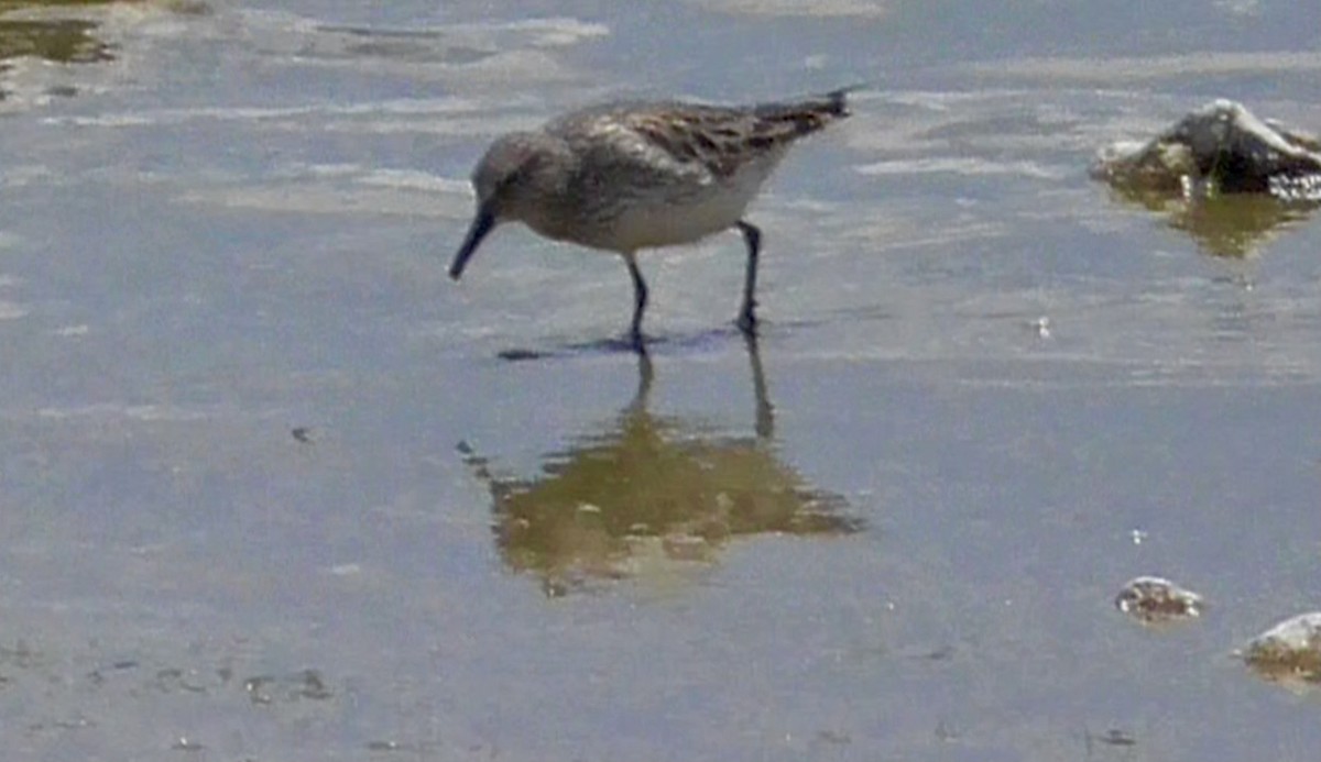 White-rumped Sandpiper - ML619049432