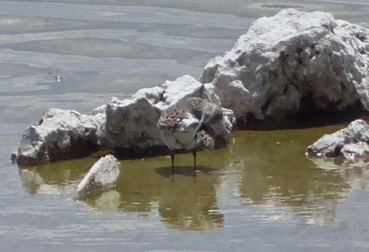 White-rumped Sandpiper - Bernard Morris