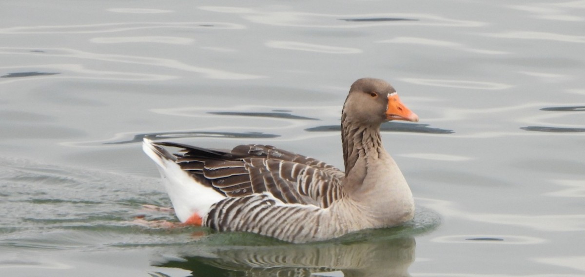 Graylag Goose (Domestic type) - ML619049437