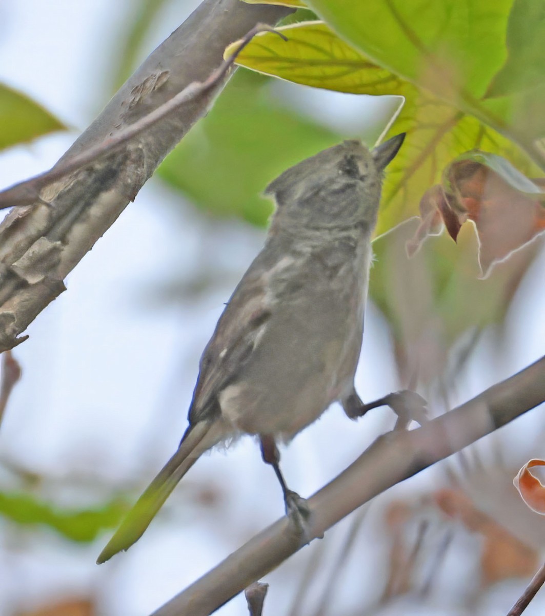 Oak Titmouse - George Nothhelfer