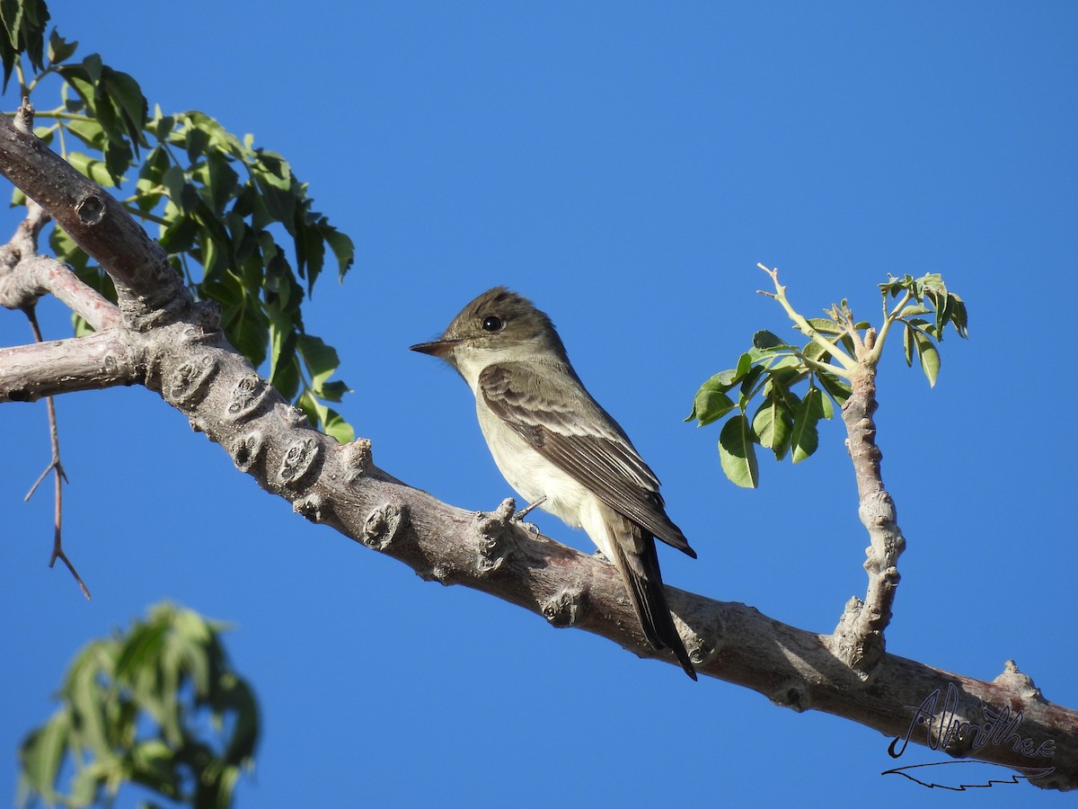 pewee sp. (Contopus sp.) - Alexis Fernando Salazar García