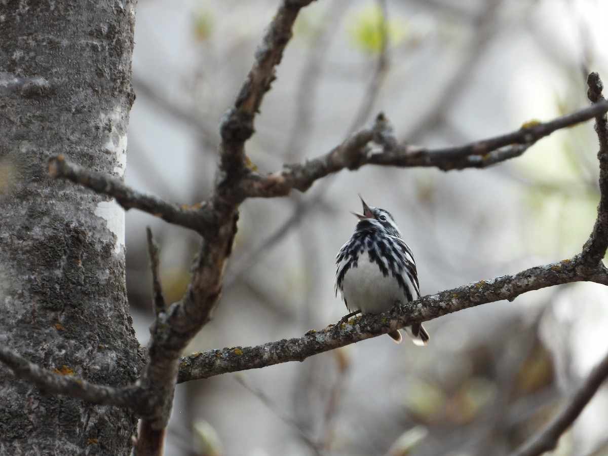 Black-and-white Warbler - ML619049466