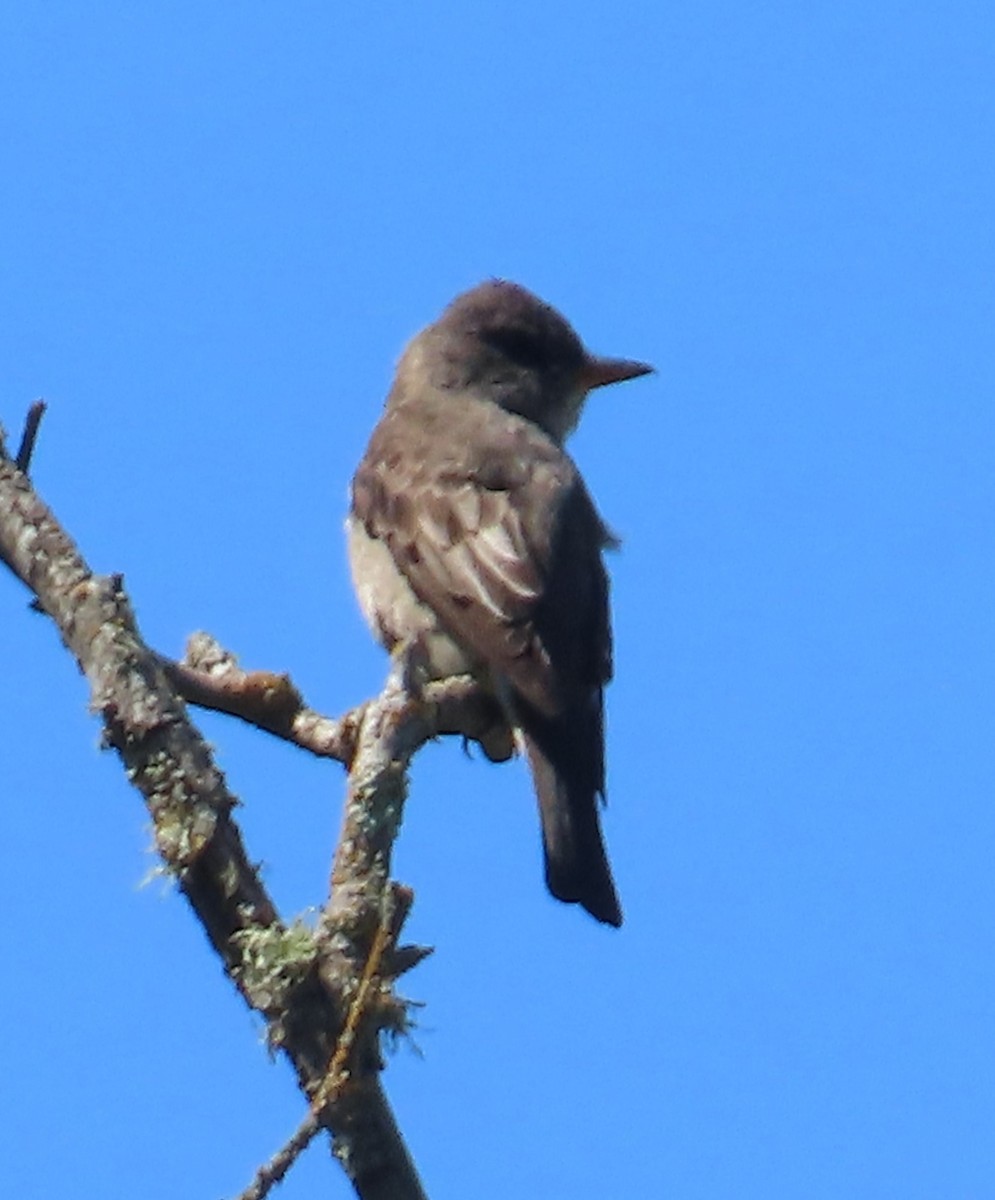 Olive-sided Flycatcher - ML619049480