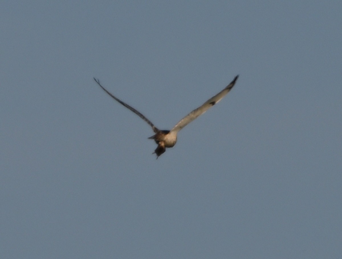 Short-eared Owl - ML619049491