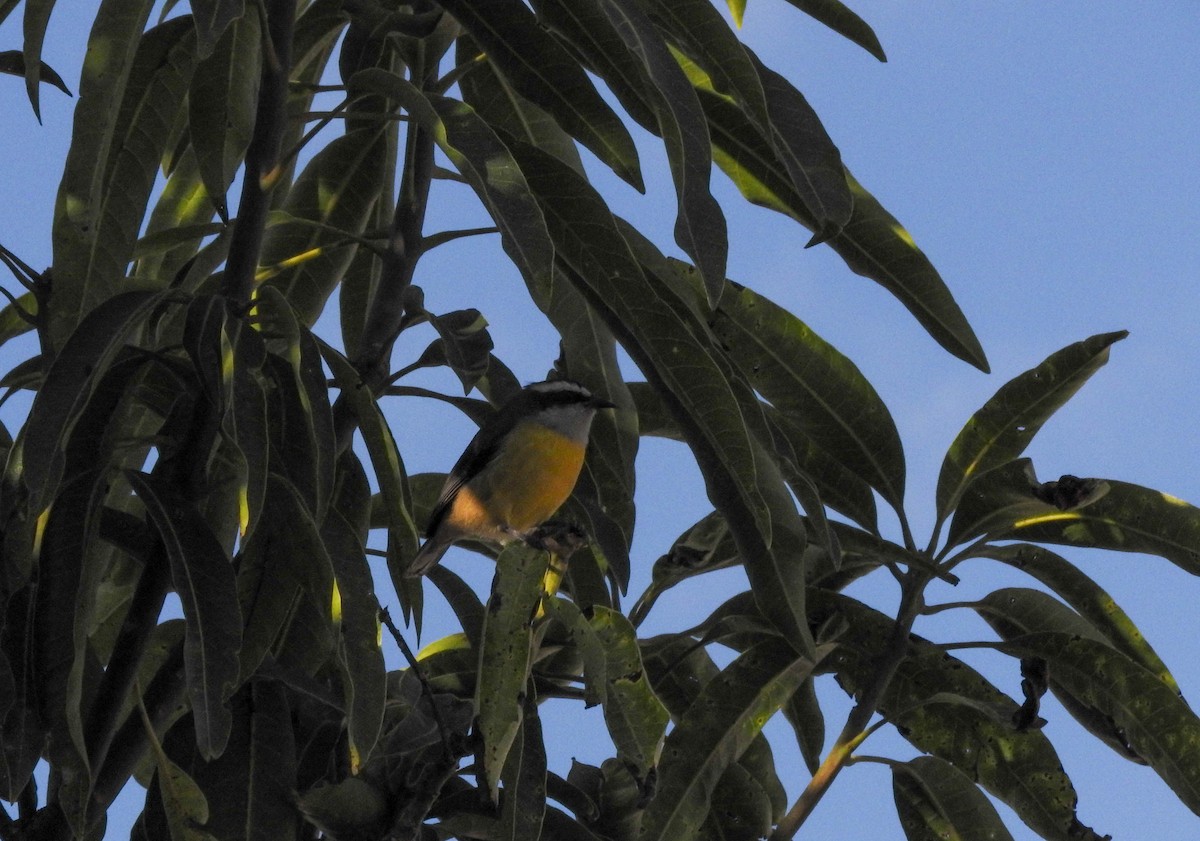 Bananaquit - Roberto Rebeque Junior