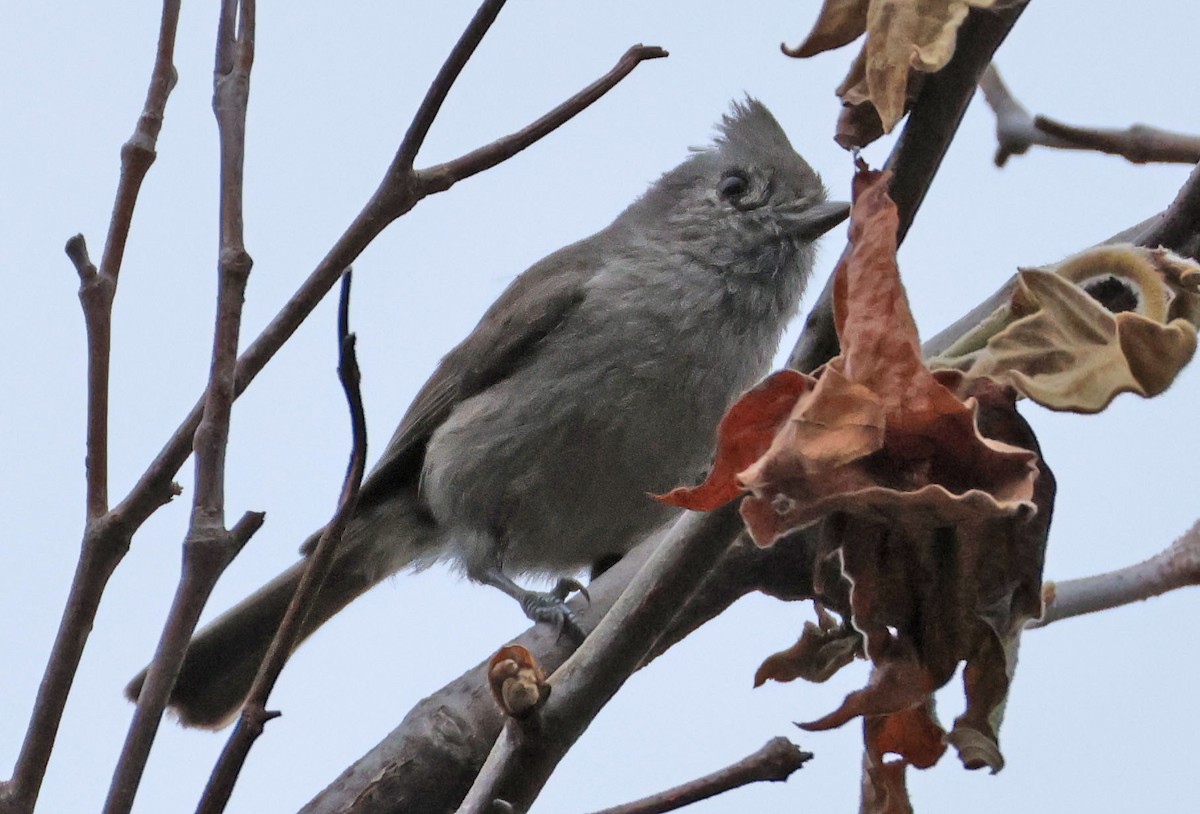 Oak Titmouse - George Nothhelfer