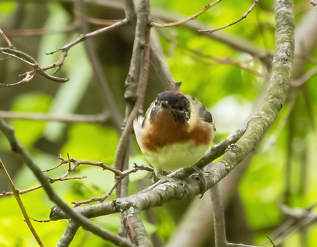 Bay-breasted Warbler - Robert Bochenek