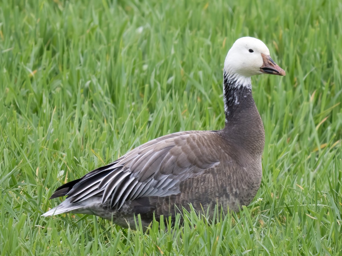 Snow Goose - ML619049520