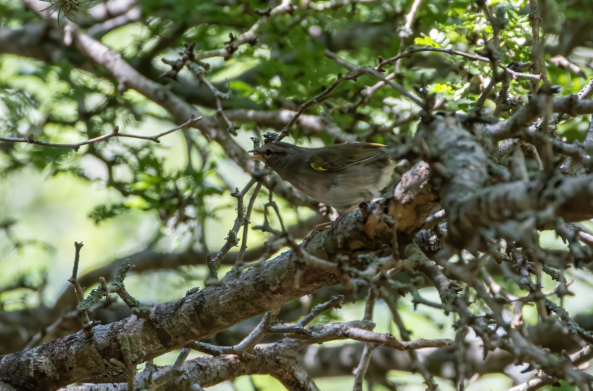 Olive Sparrow - Keith Watson