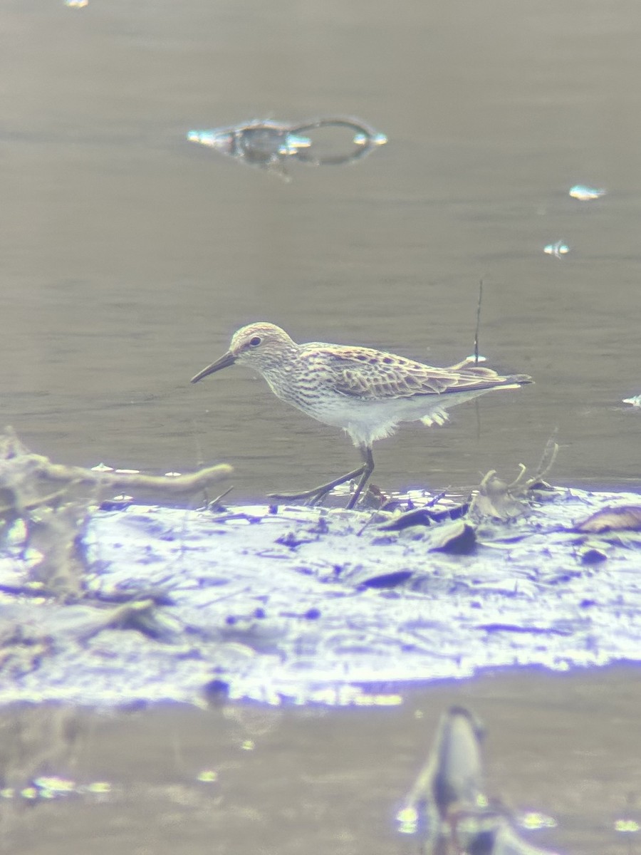 White-rumped Sandpiper - Owen Sinkus