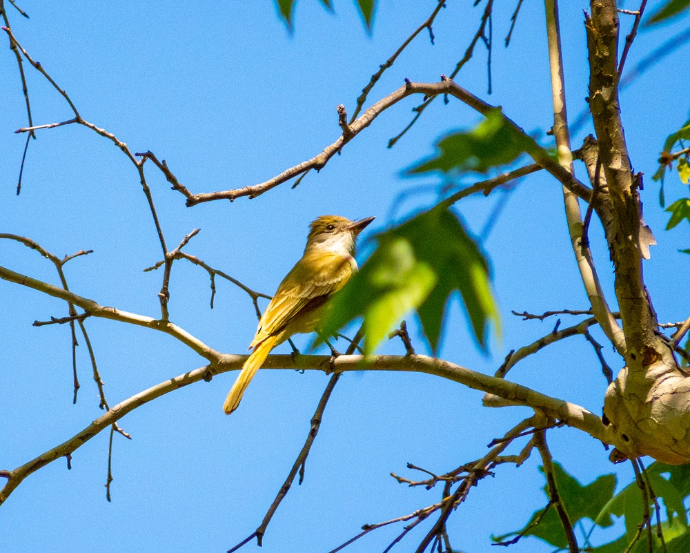 Brown-crested Flycatcher - ML619049539