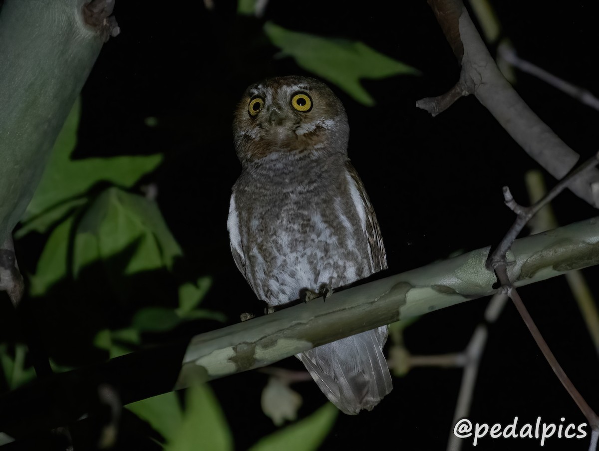 Elf Owl - ML619049554