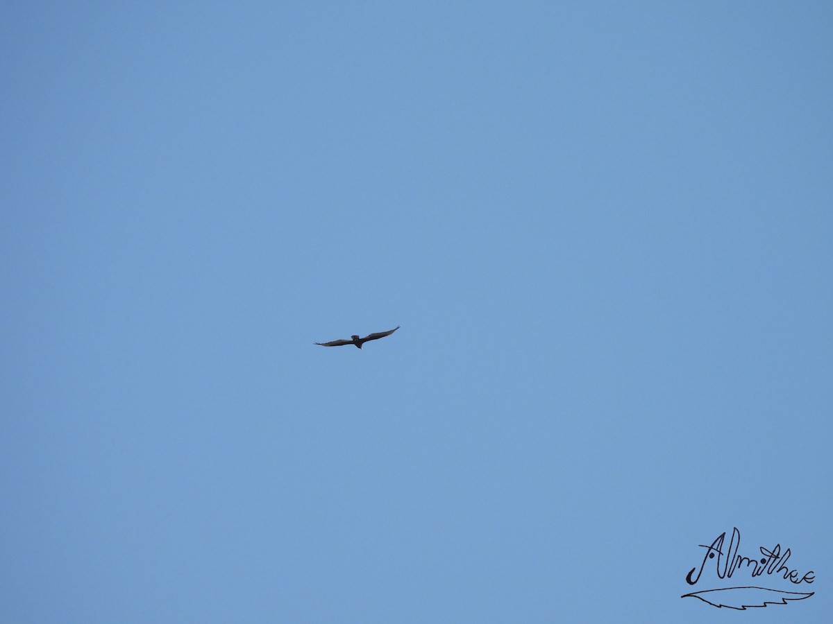 Turkey Vulture - Alexis Fernando Salazar García