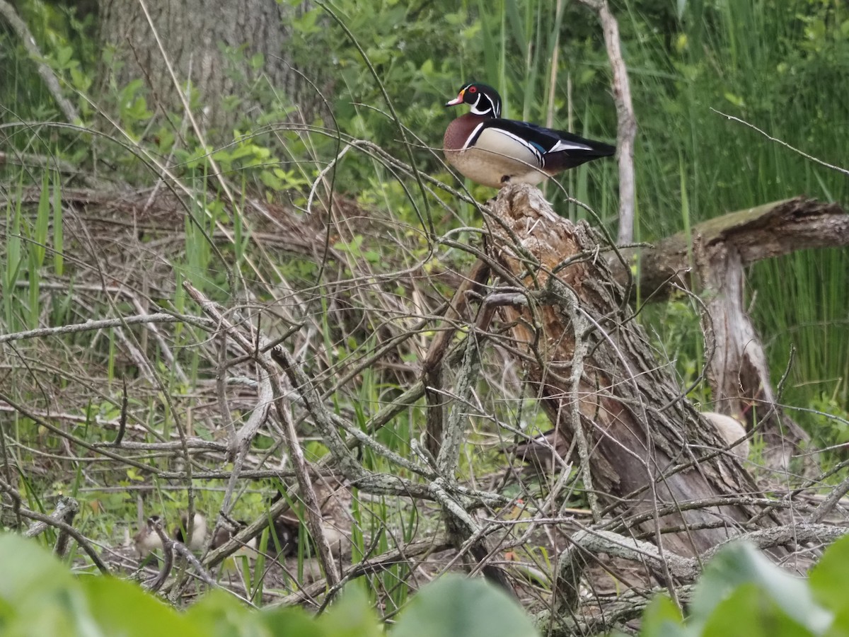 Wood Duck - Luc and Therese Jacobs