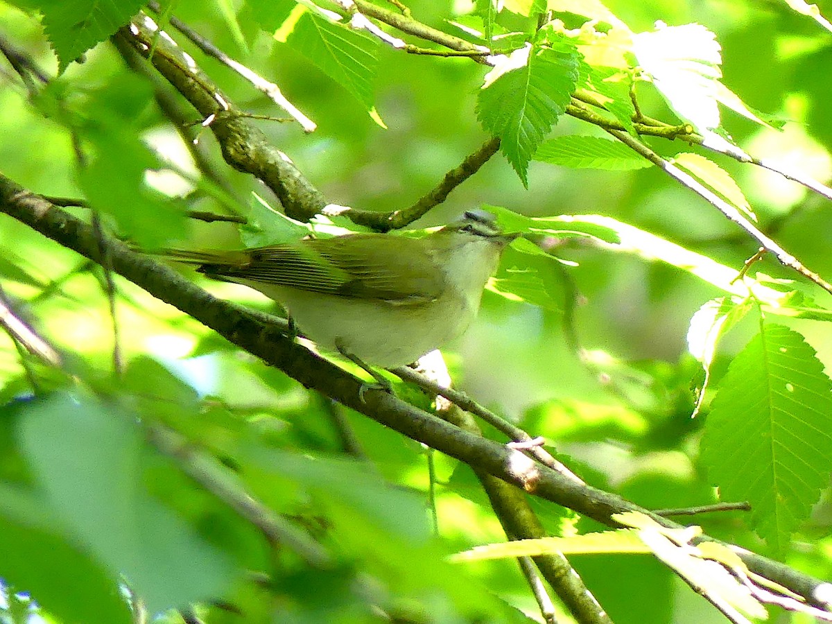 Vireo Ojirrojo - ML619049572