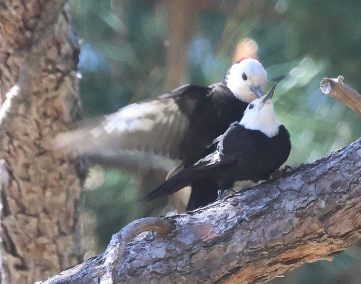 White-headed Woodpecker - Jim Parker