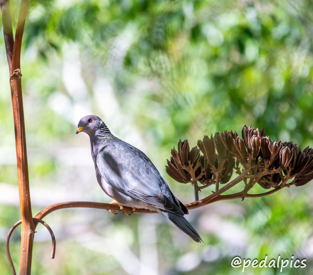 Band-tailed Pigeon - Vernie Aikins