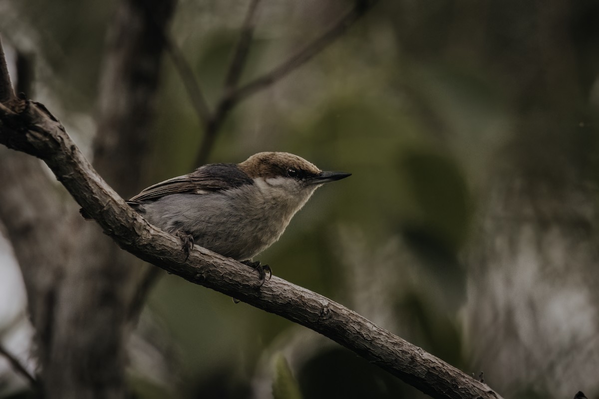 Brown-headed Nuthatch - Ryan Wallace