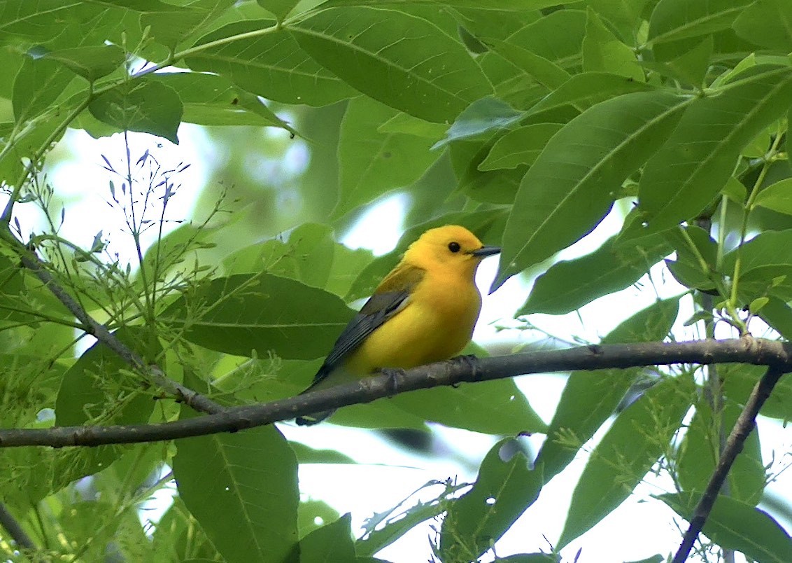 Prothonotary Warbler - Phil St. Romain