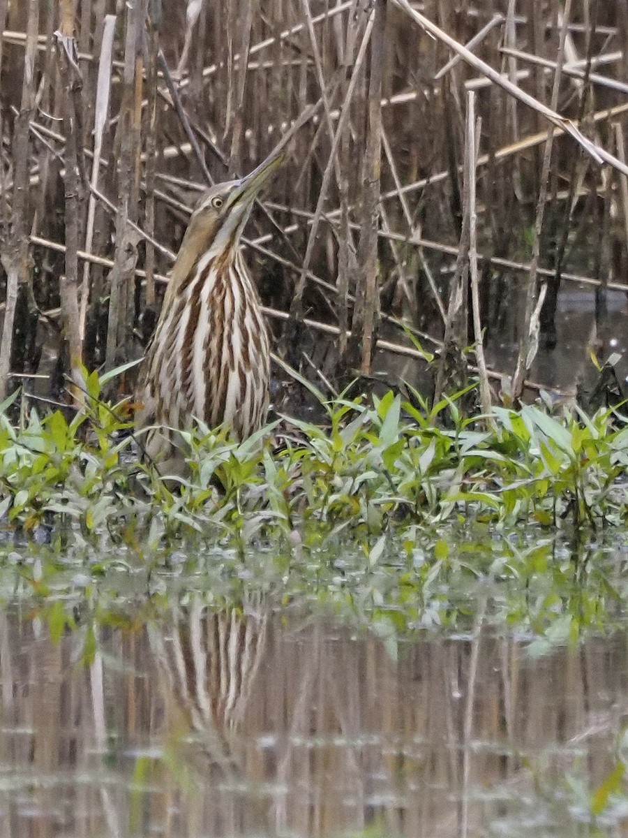 American Bittern - Luc and Therese Jacobs