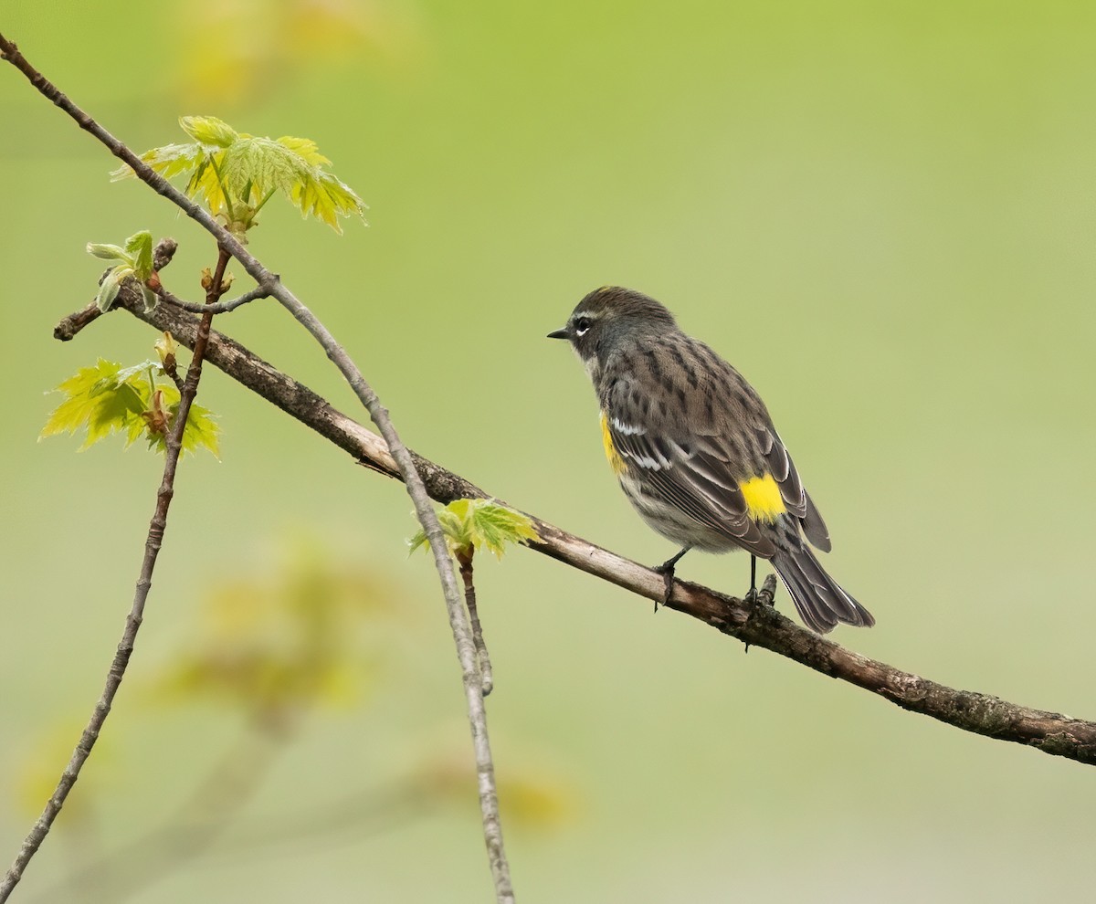 Yellow-rumped Warbler - Julie Paquette