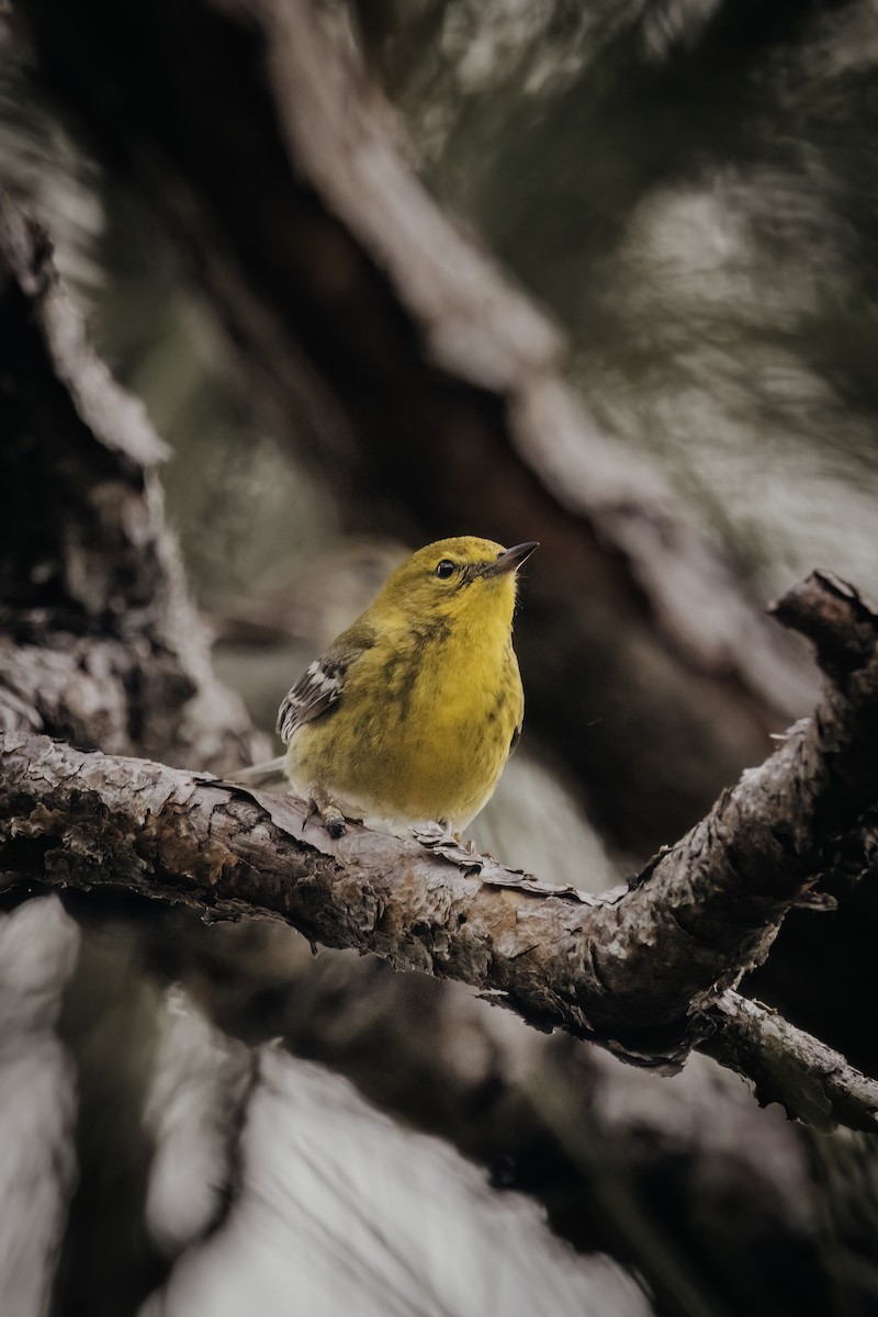 Pine Warbler - ML619049632