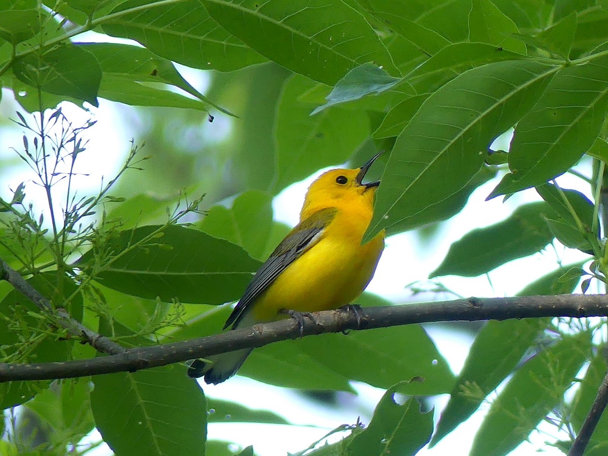 Prothonotary Warbler - Phil St. Romain