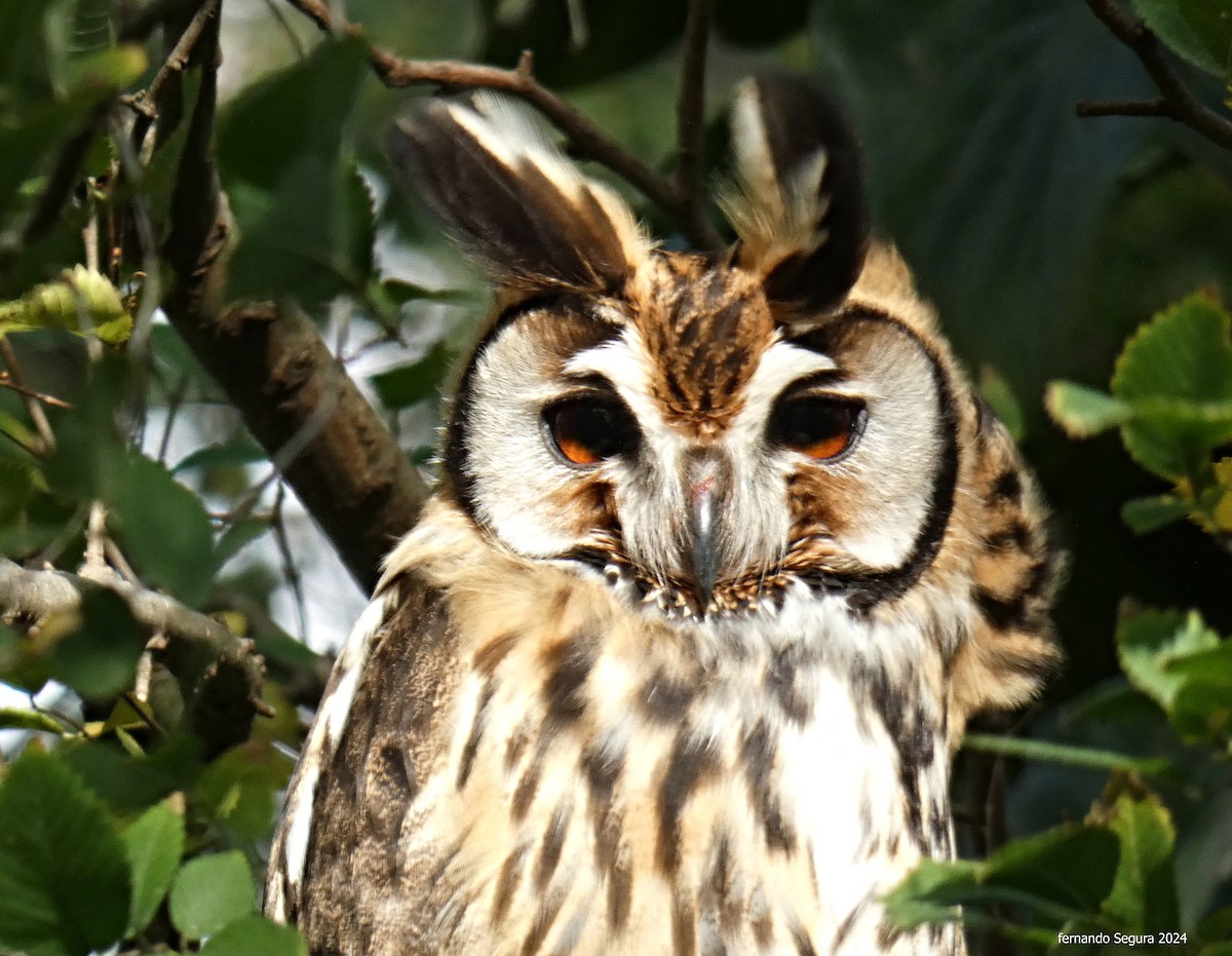 Striped Owl - fernando segura