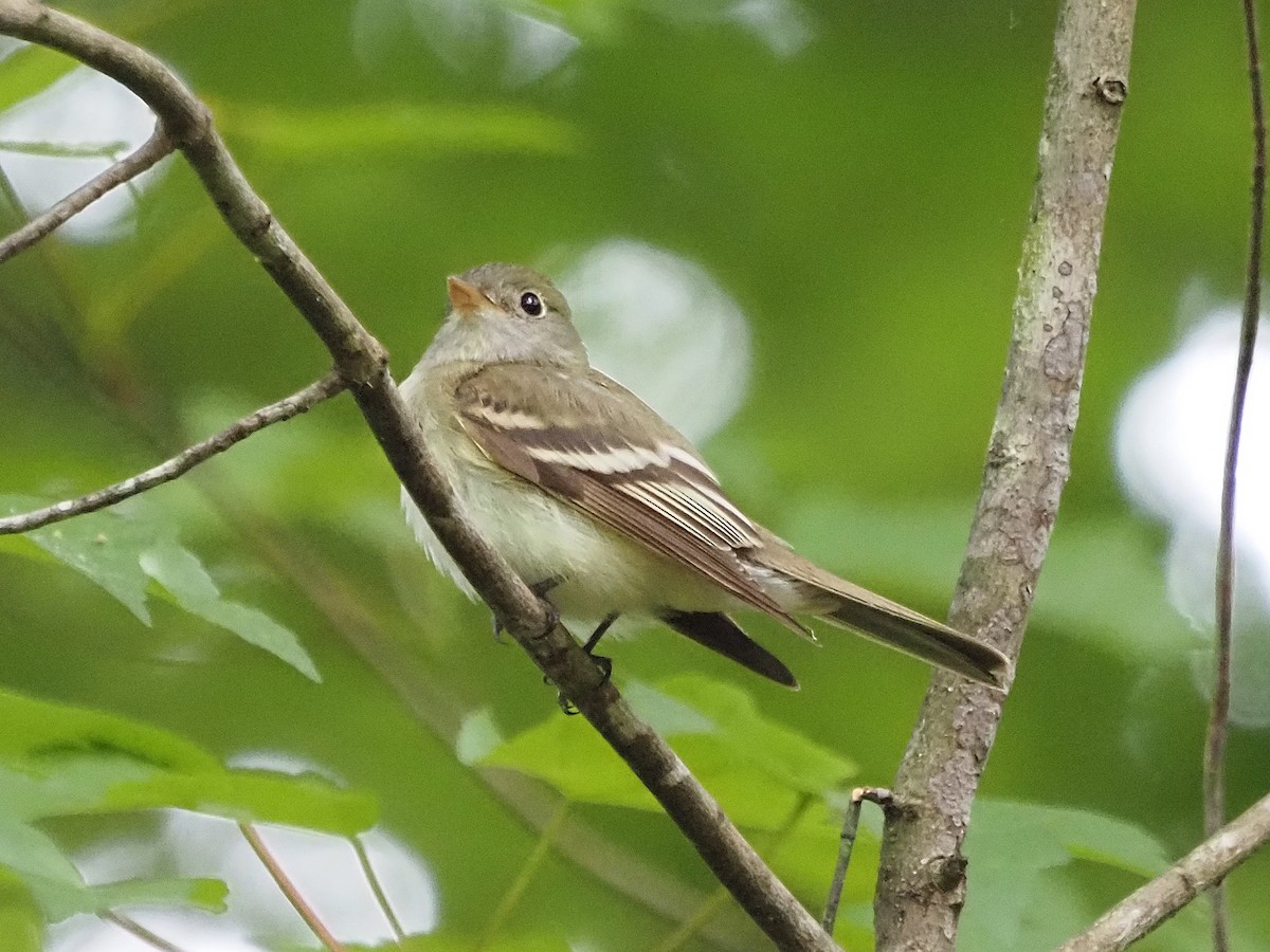 Acadian Flycatcher - Luc and Therese Jacobs
