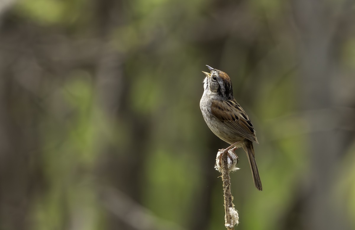 Swamp Sparrow - ML619049658